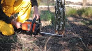 Best Hazardous Tree Removal  in Warren, MN