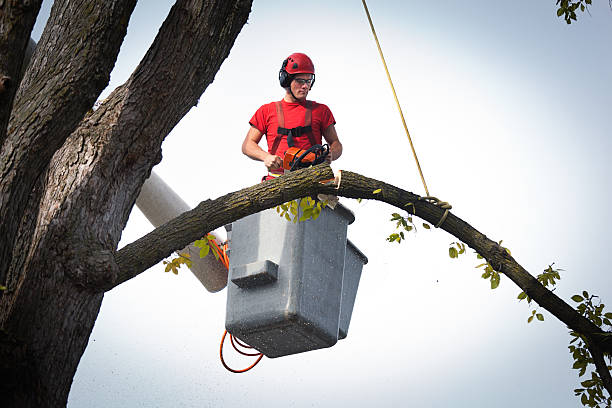 How Our Tree Care Process Works  in Warren, MN